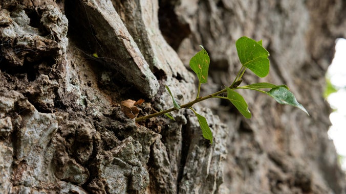 A black poplar tree